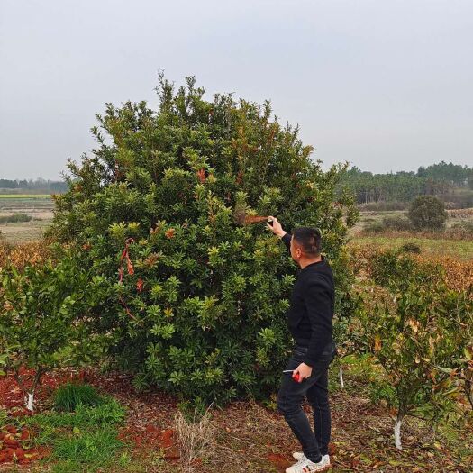 九江杨梅树 杨梅p150—p400
