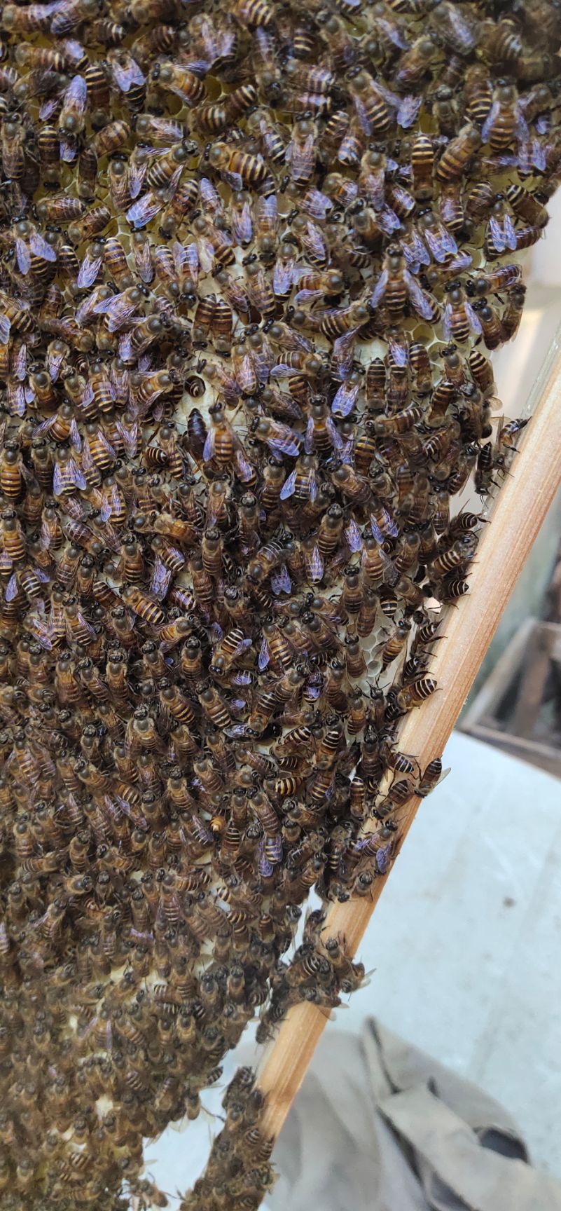 中华蜜蜂  中蜂蜂群:小群养殖（2脾巢框尺寸42*24cm）复式育王。