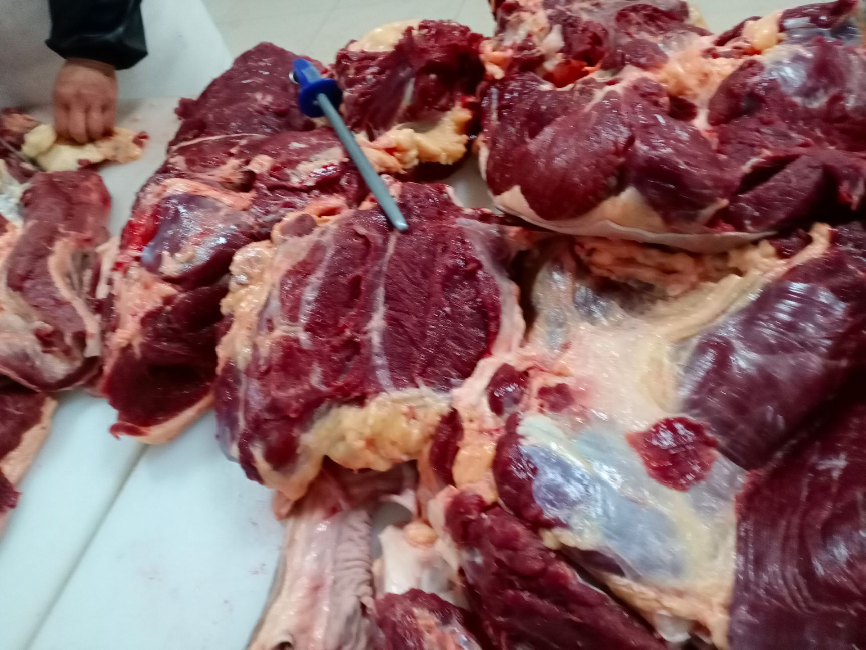 去皮去骨新鲜马肉，牧场产地，检验合格，健康美味