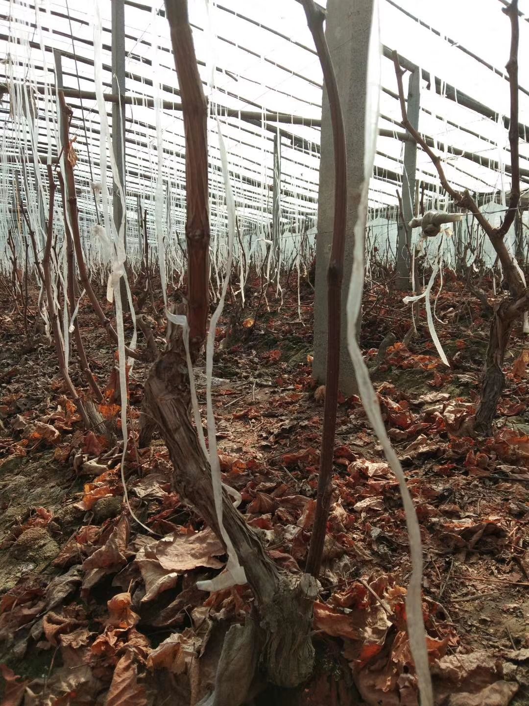 维多利亚葡萄苗 青提维多利亚夏黑树苗 8年大棵 当年结果