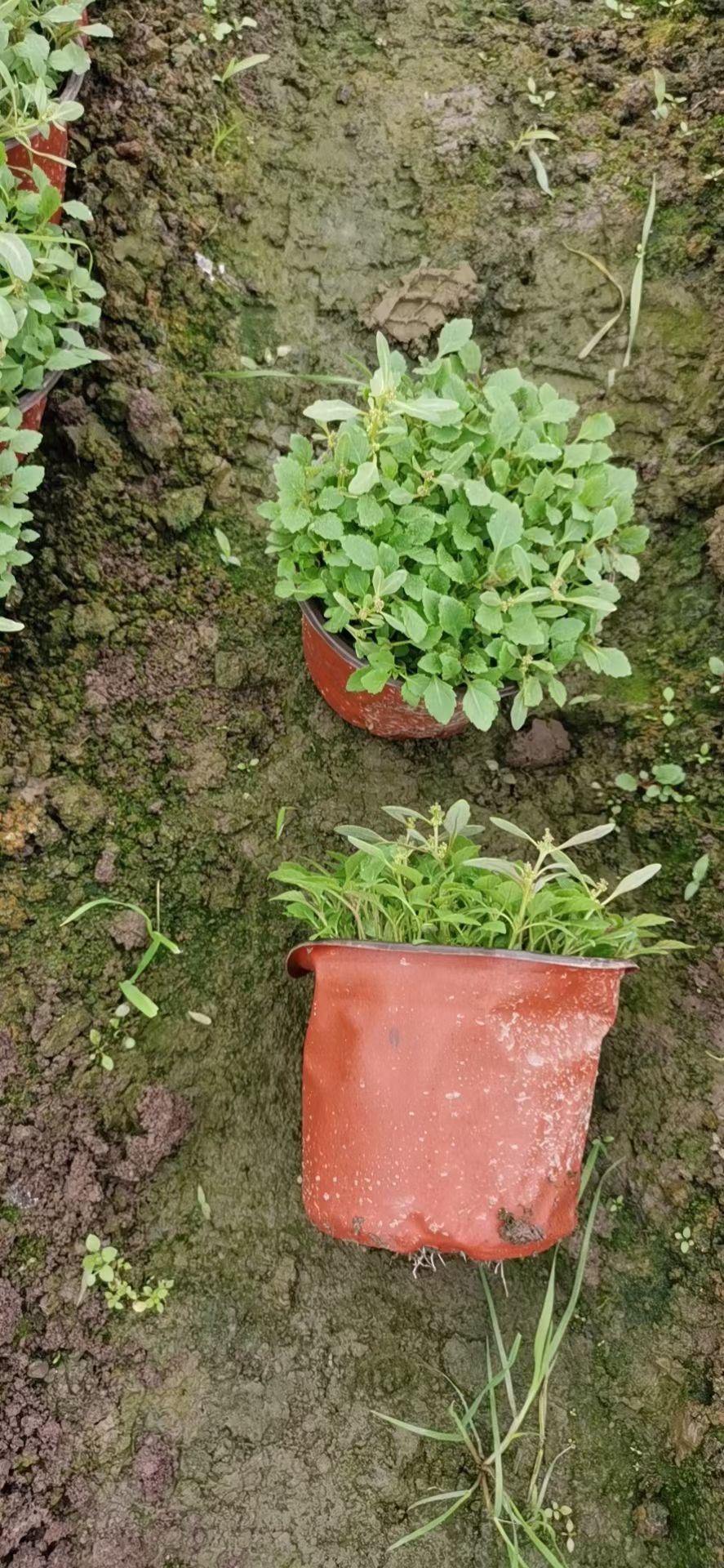 马鞭草种苗