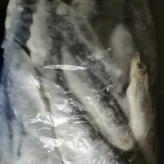 饲料用鱼 台鲅鱼