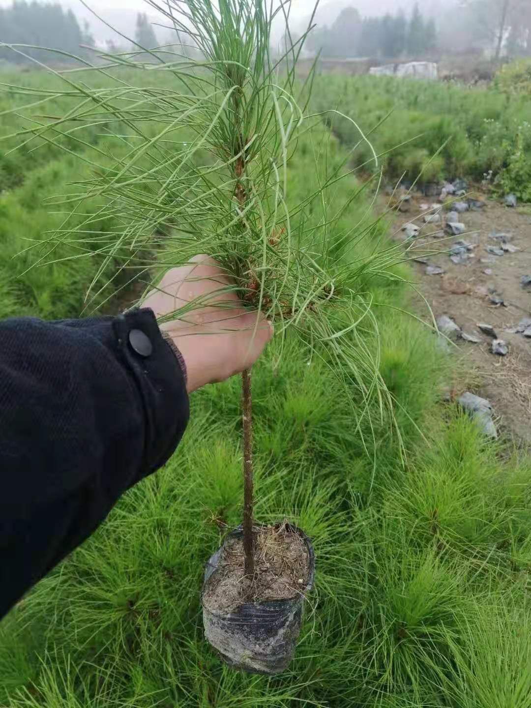 湿地松树苗 湿地松，0.5—15公分