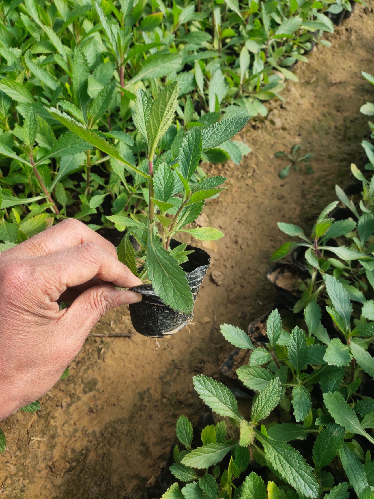马鞭草种苗  花海用马鞭草 马鞭草花海设计 马鞭草花海 花期