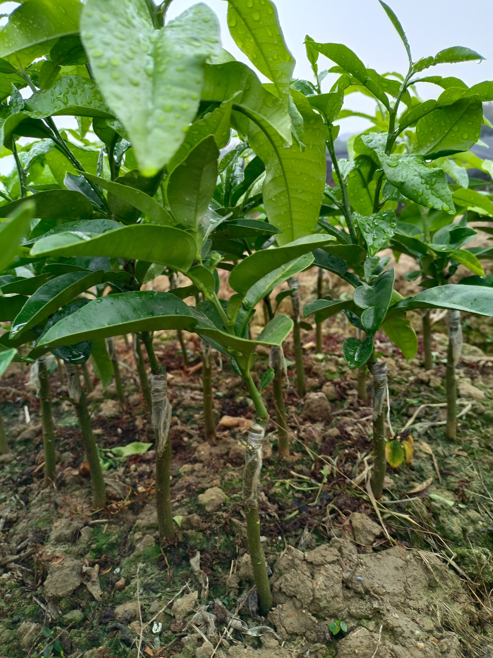 沙田柚苗  正宗沙田柚果肉爽脆，味浓甜，水分丰富，10月下旬成熟