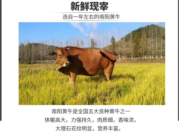 3国产现杀原切新鲜速冻牛腩肉5斤起黄牛腿肉牛腱子肉牛排骨包邮