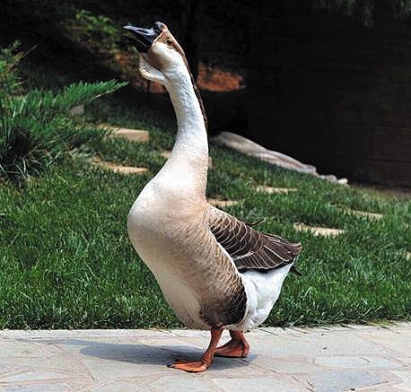 狮头鹅苗  正品  狮头鹅  包路损  包疫苗