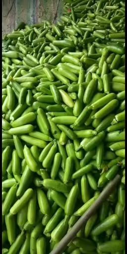 沂水县绿皮西葫芦  山东西葫芦大量上市中，价格便宜，货源充足，一手