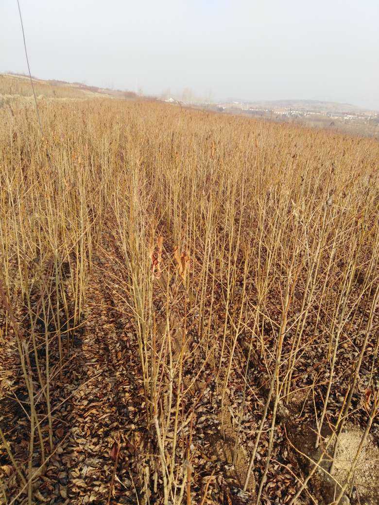 杏树苗 各种二年成品苗，杏树，樱花，果树苗，大樱桃桃树，