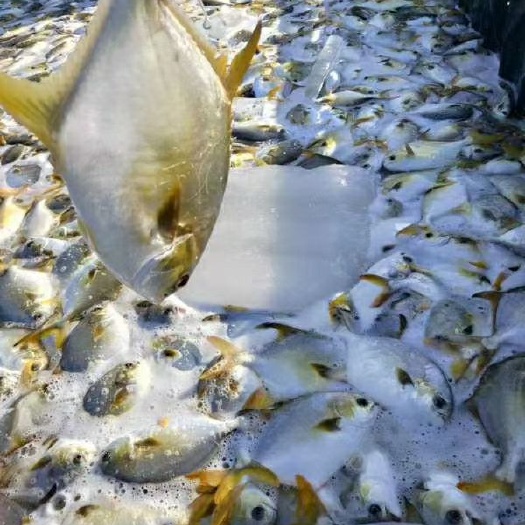 北海北部湾深海天然网箱金鲳鱼，肉质细腻 营养丰富，适合各类餐饮