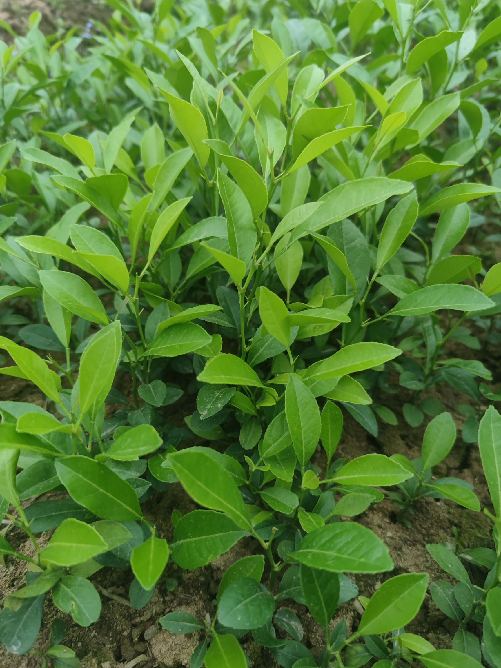 柠檬实生苗红柠檬芽苗土柠檬直生苗柠檬苗