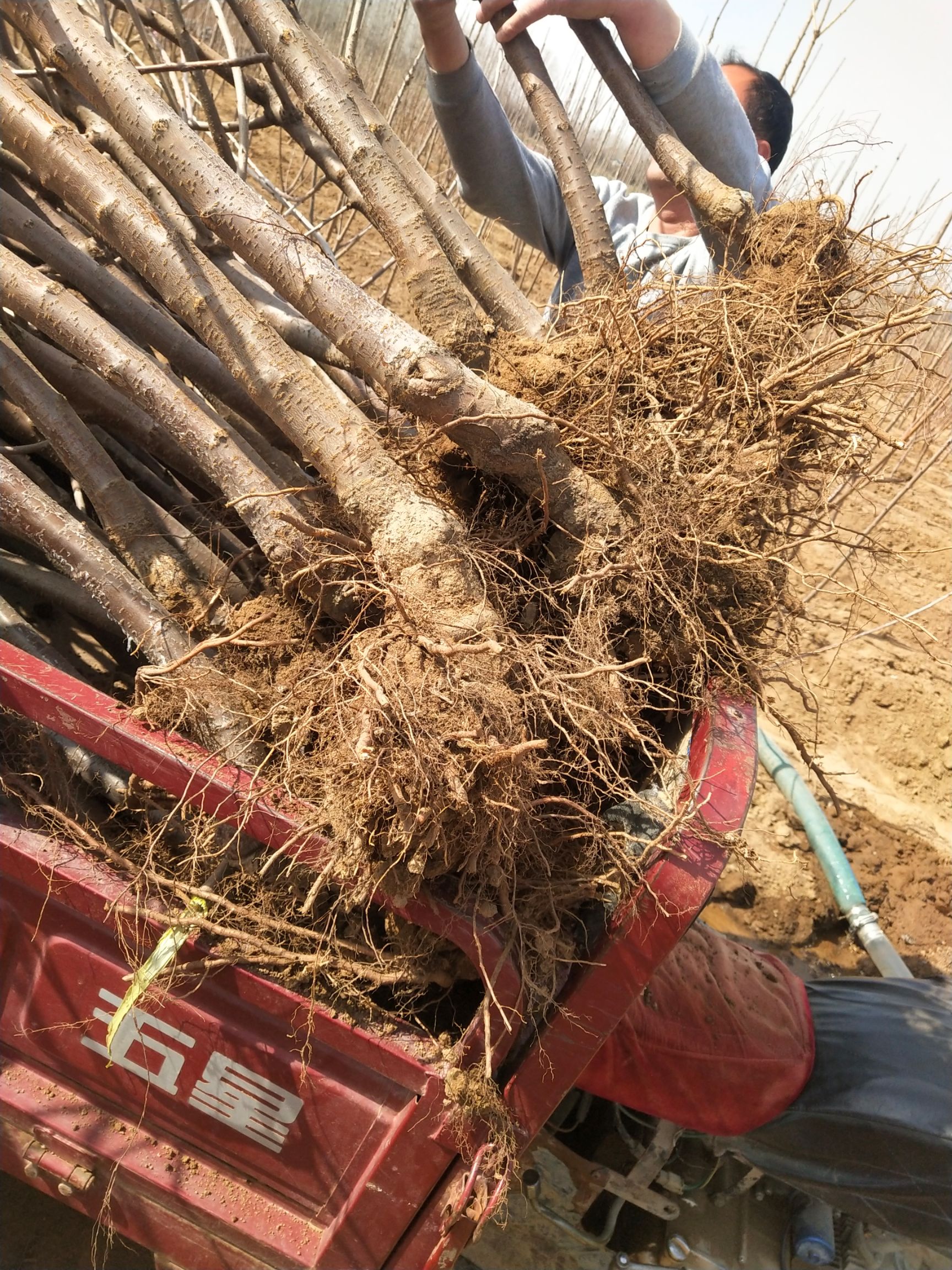布鲁克斯樱桃树苗二年吉6根系美早布鲁克斯萨米托3至4公分每棵30元