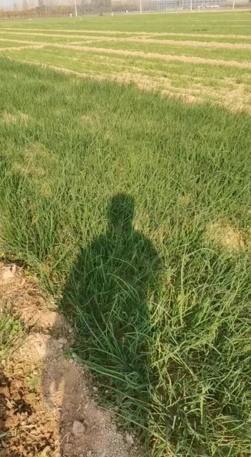西华县二红葱苗自家基地种植的，基地直供二红洋葱苗
