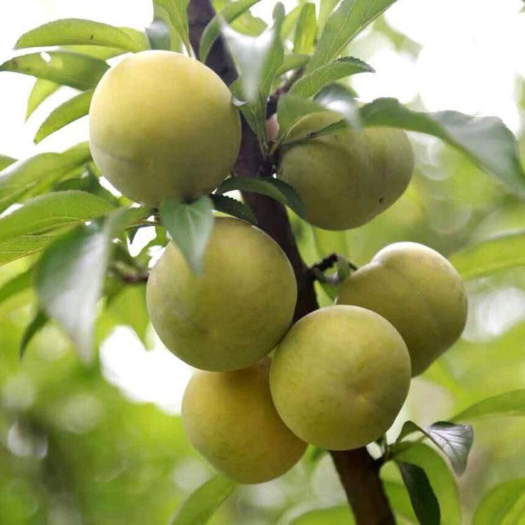 蜂糖李树苗  蜂糖李苗