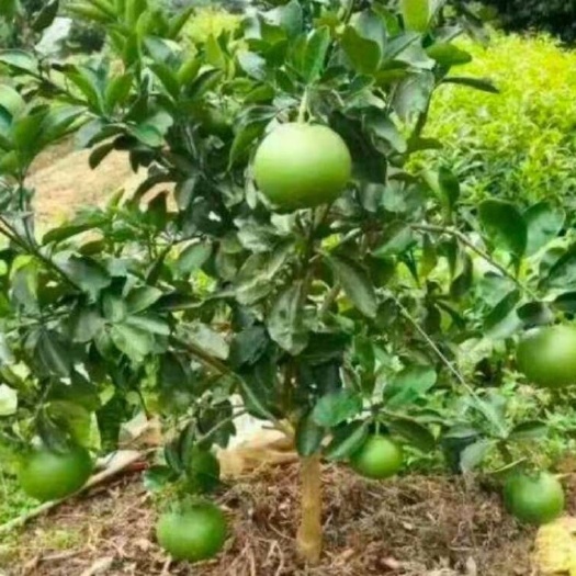 灵山县泰国红宝石柚苗