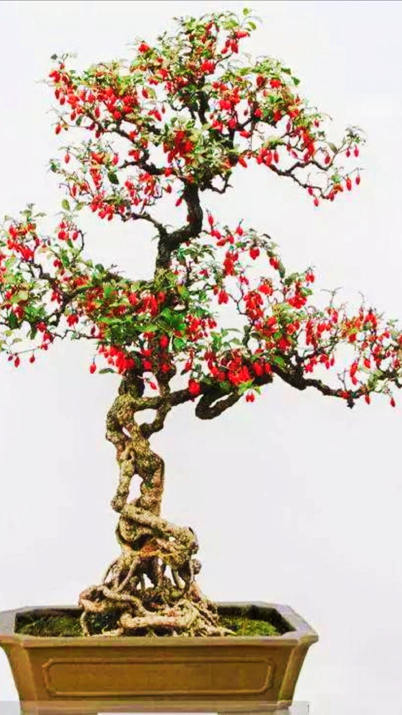 枸杞盆景  黄枸杞