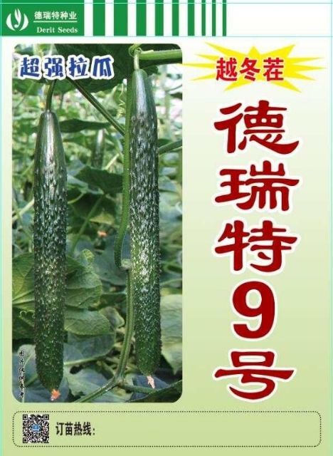 寿光市黄瓜种苗  越冬，黑油亮黄瓜德瑞特9号