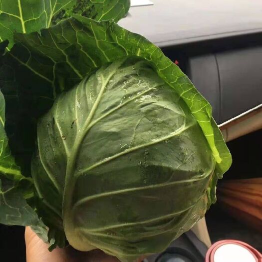 嘉鱼县平包菜 湖北省咸宁市嘉鱼县 2.5~3.0斤 