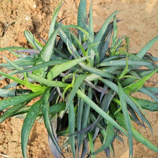 上林县翠芦莉盆栽  蓝色矮芦莉