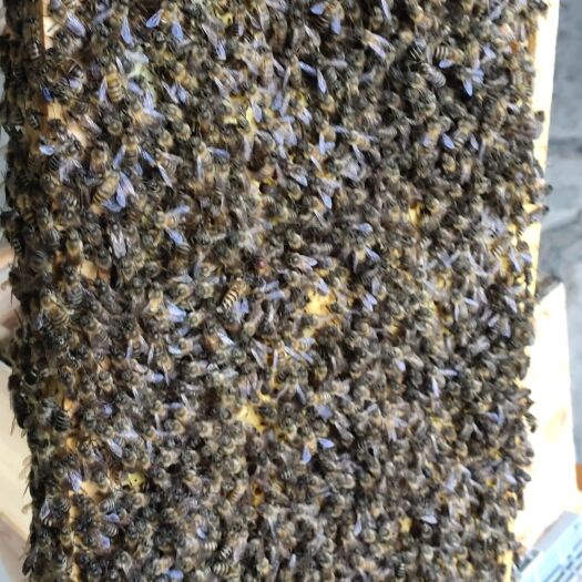 重庆市中蜂，蜜蜂，蜂群