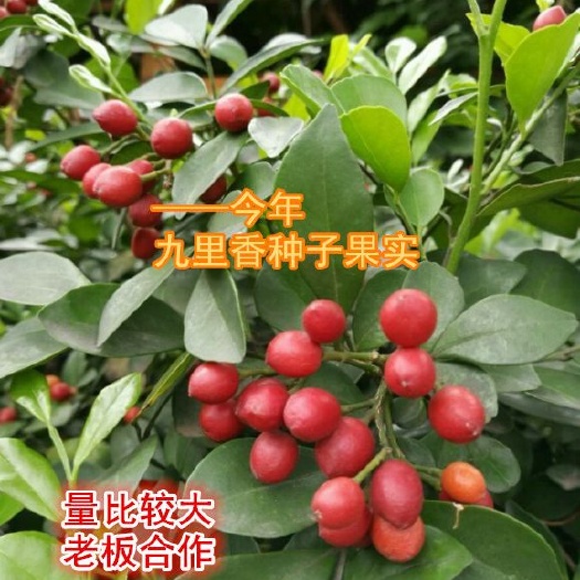 九里香种子今年新鲜九里香种子，需要九里香种子，联系我们吧