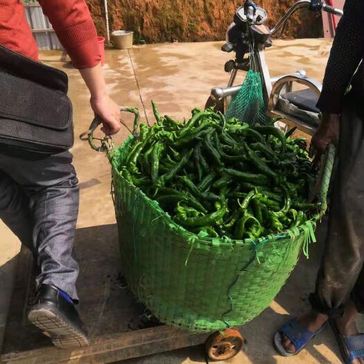 上林县 大螺丝椒