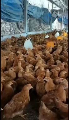 兴业县三黄土鸡阉鸡苗  k9苗  脱温苗