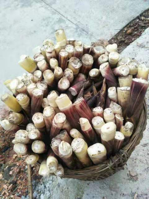 竹芋 竹笋   小尖甜竹笋   麻笋