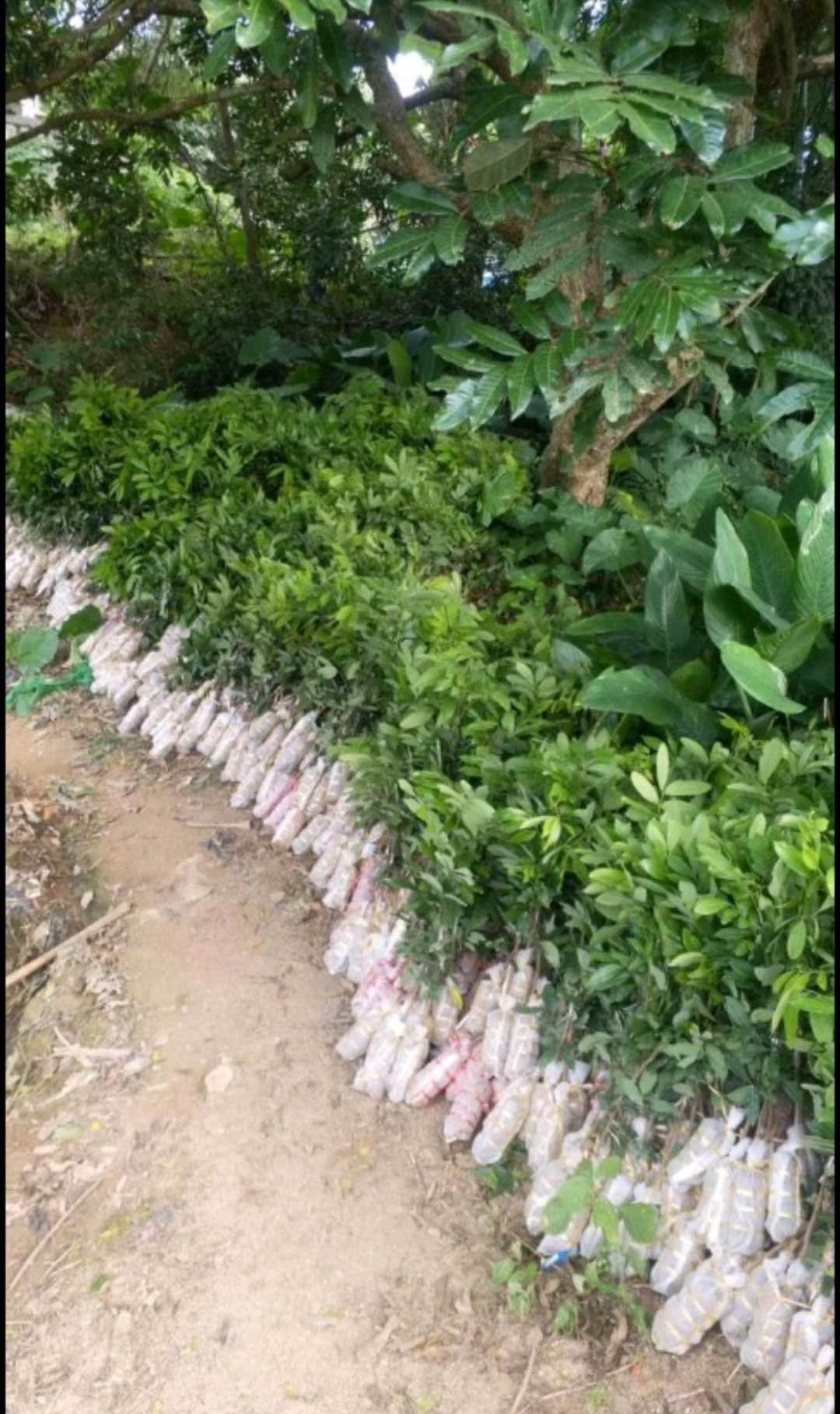 四季蜜龙眼苗  四季龙眼苗
