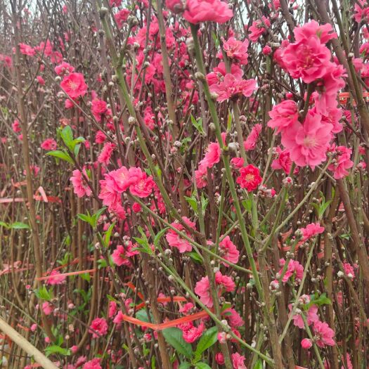 桃花心木  桃花