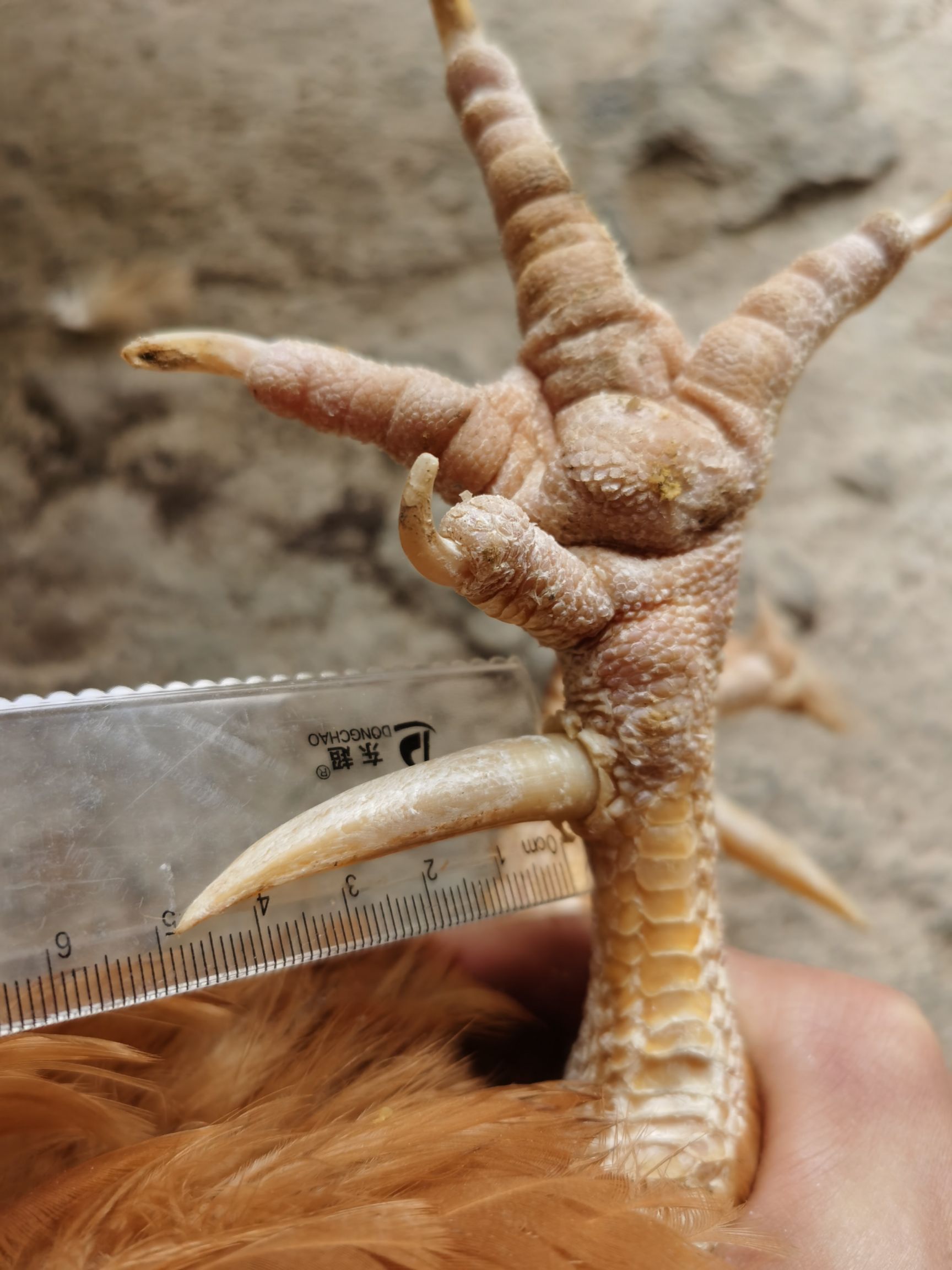 三黄鸡  老公鸡1年，两年，三年