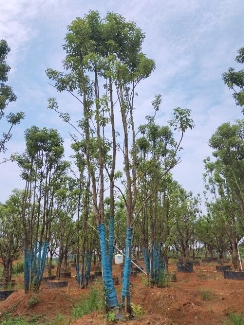 郎溪县小叶樟  供应大量多杆移栽香樟和单杆移栽香樟