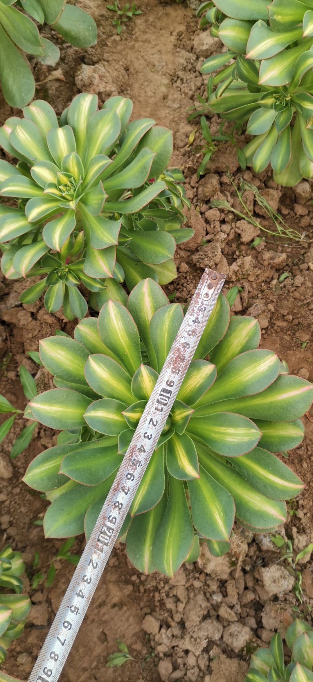 多肉法师  多肉植物法师      黄中斑法师    欢迎新
