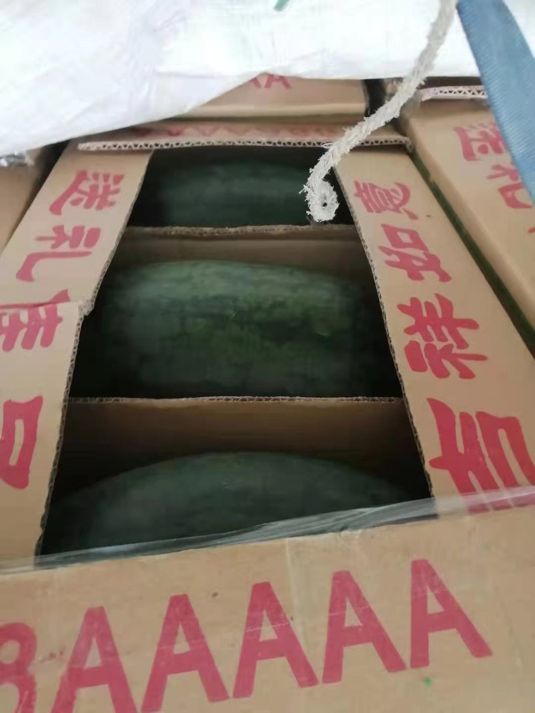 黑美人西瓜  越南黑美人