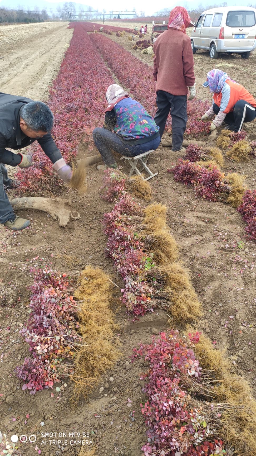 凤城市红叶小檗 大量批发200万株紫叶小檗（红叶紫檗）产地直销，无差价