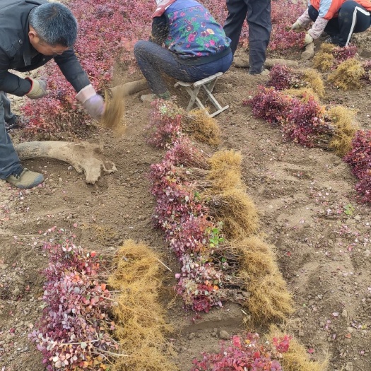 凤城市红叶小檗 大量批发200万株紫叶小檗（红叶紫檗）产地直销，无差价