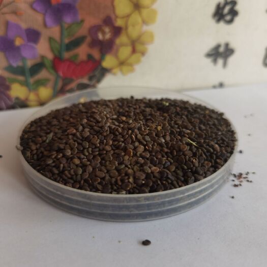 安国市黄芪种子  棉芪籽，保质保量保发芽率支持大货批发零售