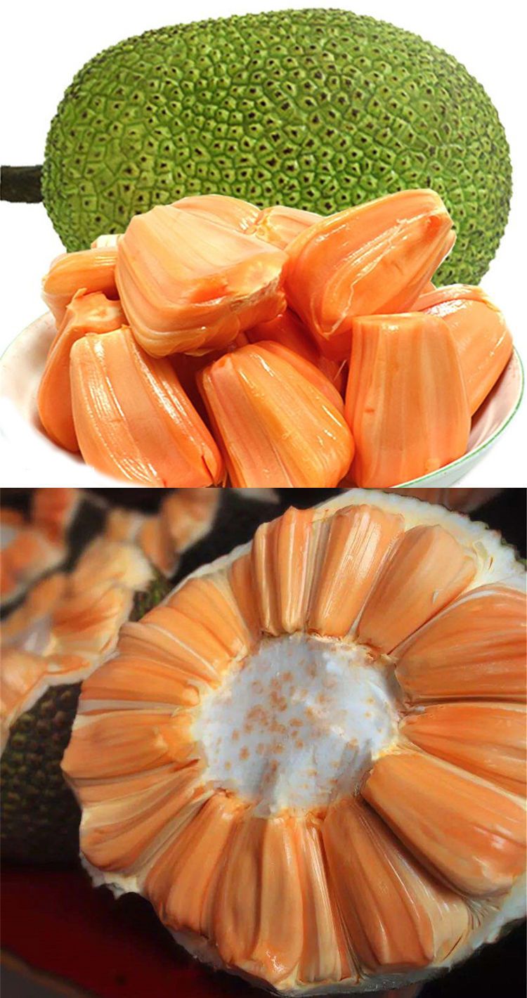 红肉菠萝蜜苗  嫁接苗泰国8号红肉菠萝蜜，南方种植，干包果肉，现挖现卖。