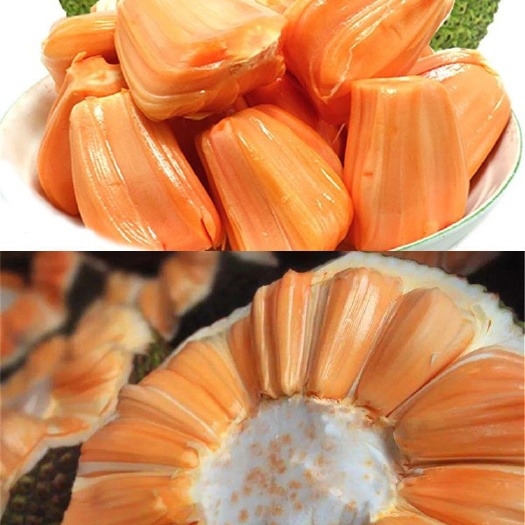 灵山县红肉菠萝蜜苗  嫁接苗泰国8号红肉菠萝蜜，南方种植，干包果肉，现挖现卖。