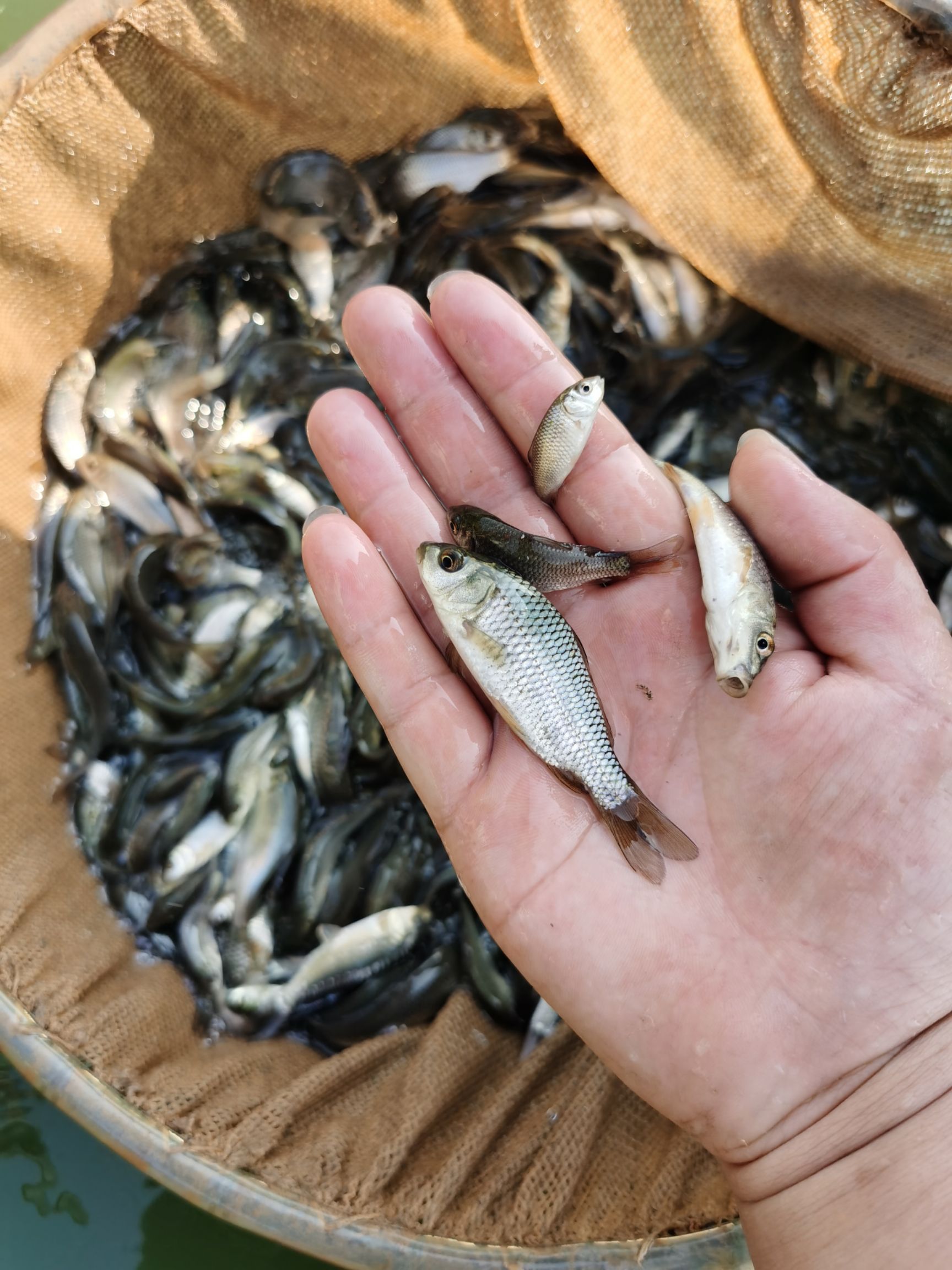 鲤鱼  支持送货上门，货到付款量大从优，四川，云南，贵州，湖南，广西