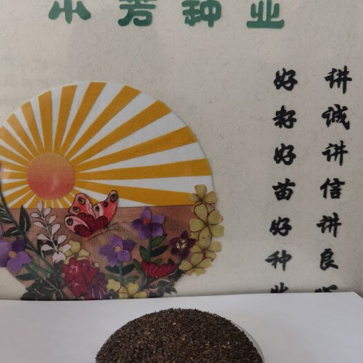 安国市柴胡种子  黄柴胡籽，黑柴胡籽，北柴胡籽推荐
