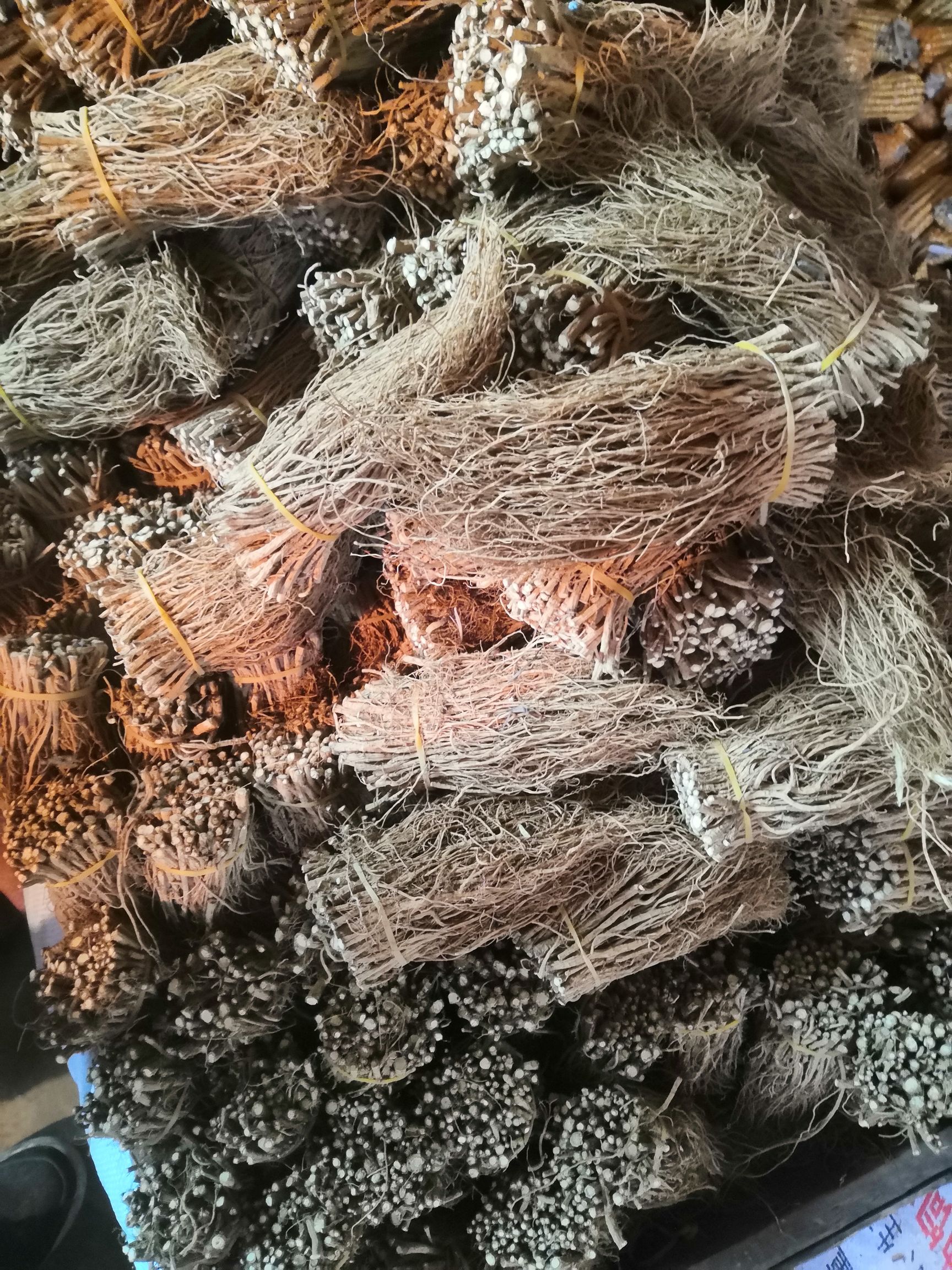 31号柴胡 出售优质柴胡