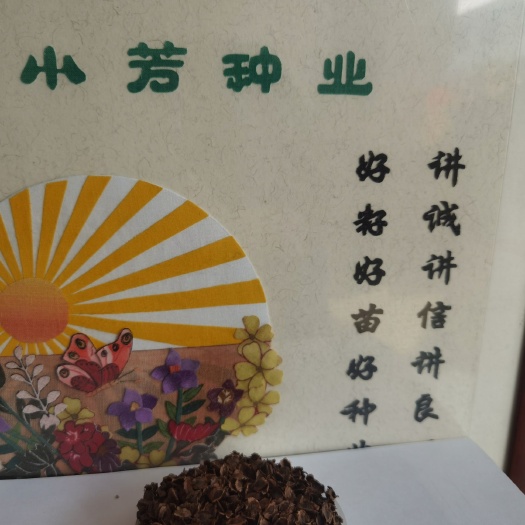 安国市大黄种子  大黄种籽，大黄秧苗