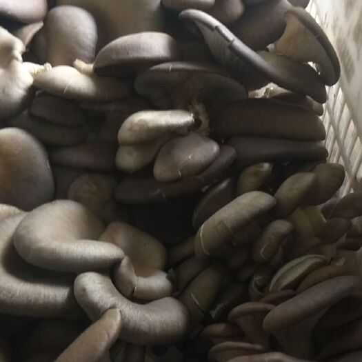中阳县新鲜平菇