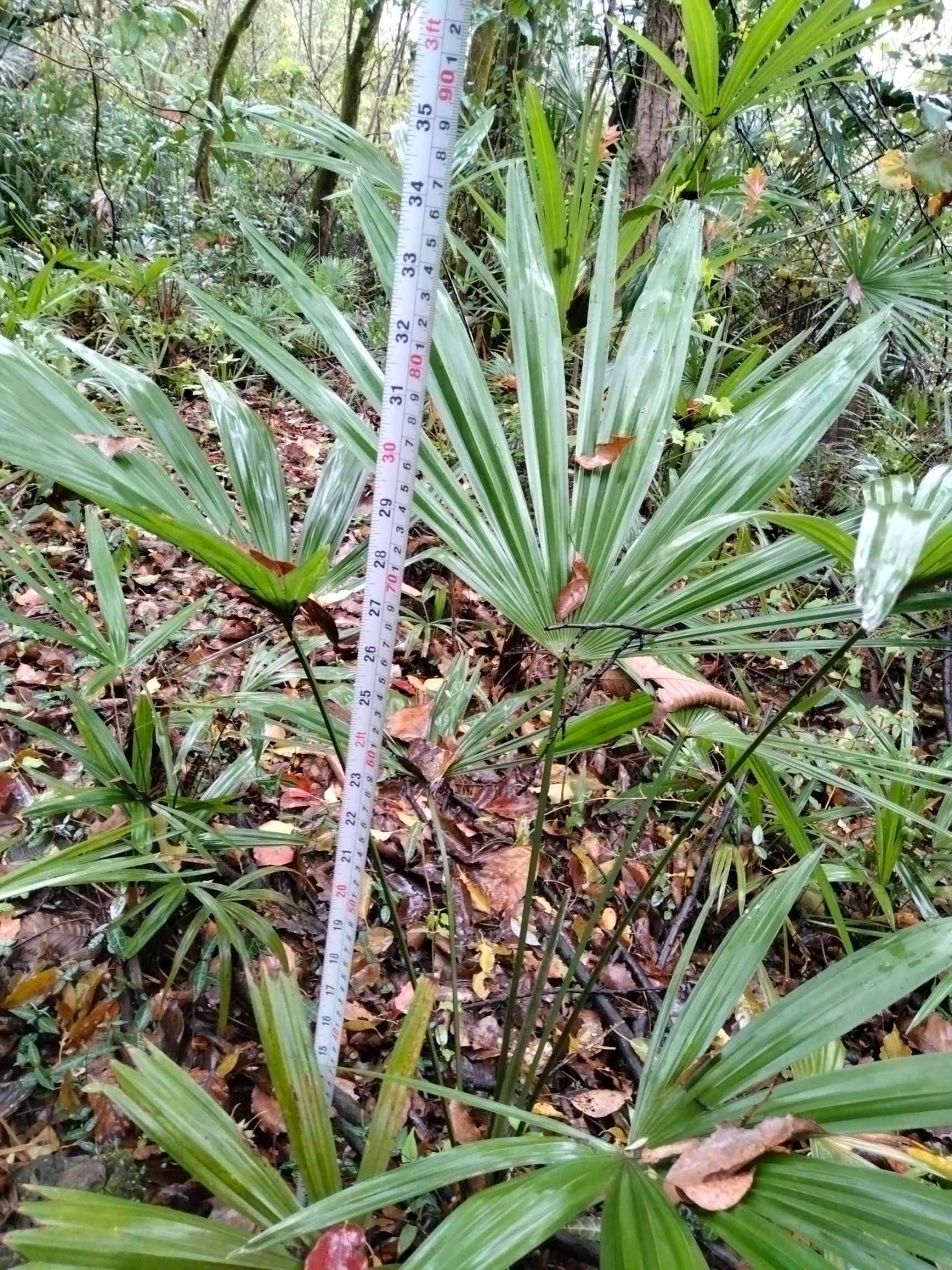  大叶子棕树苗，，大棕花微甜，大小棕树苗长期供应。