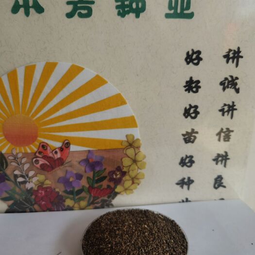 安国市丹参种苗  丹参籽，丹参秧苗