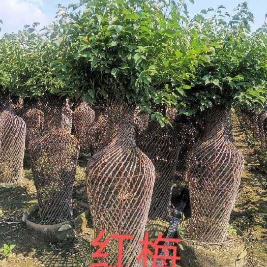 临沂红梅花瓶 榆叶梅花瓶 美人梅花瓶