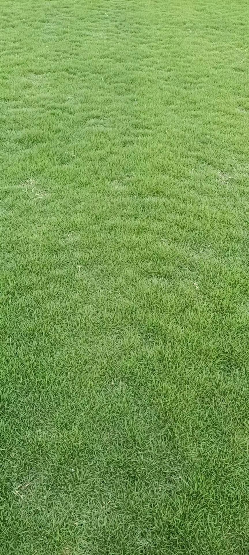 果岭草  弘扬生态文明，享受绿色生活。公司主营:沙坪、四季青