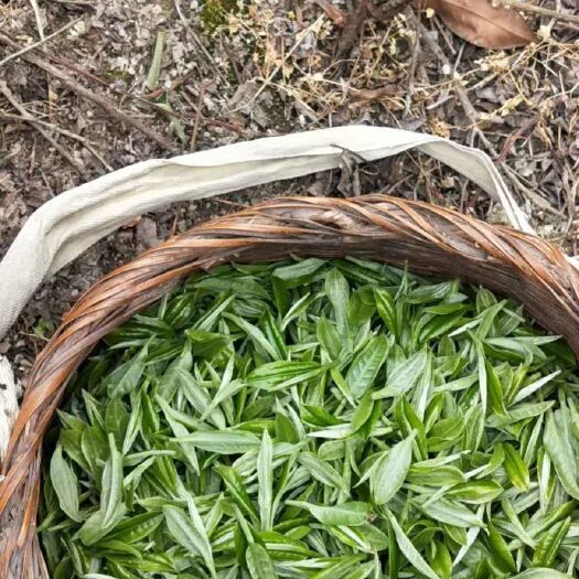 凯里市毛峰茶 都匀毛尖