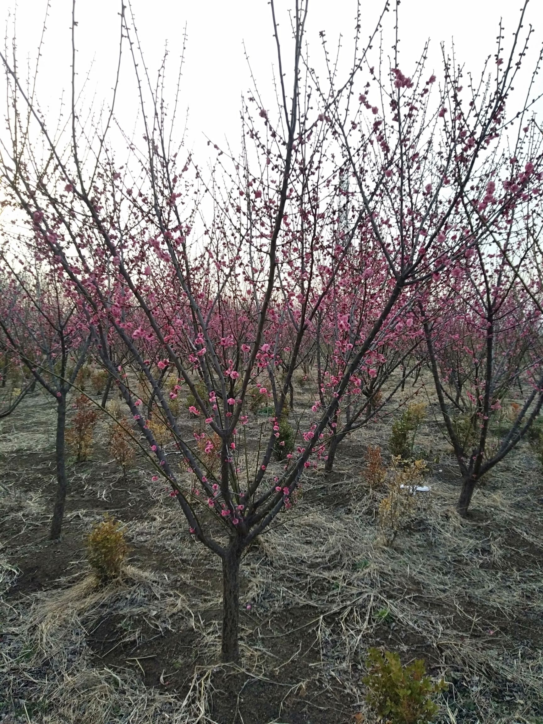  红梅绿梅宫粉梅美人梅